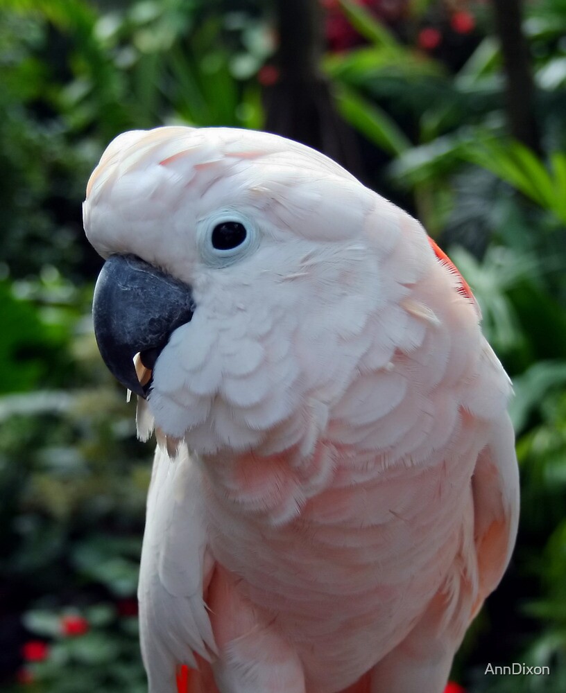 Pink Cockatoo 72
