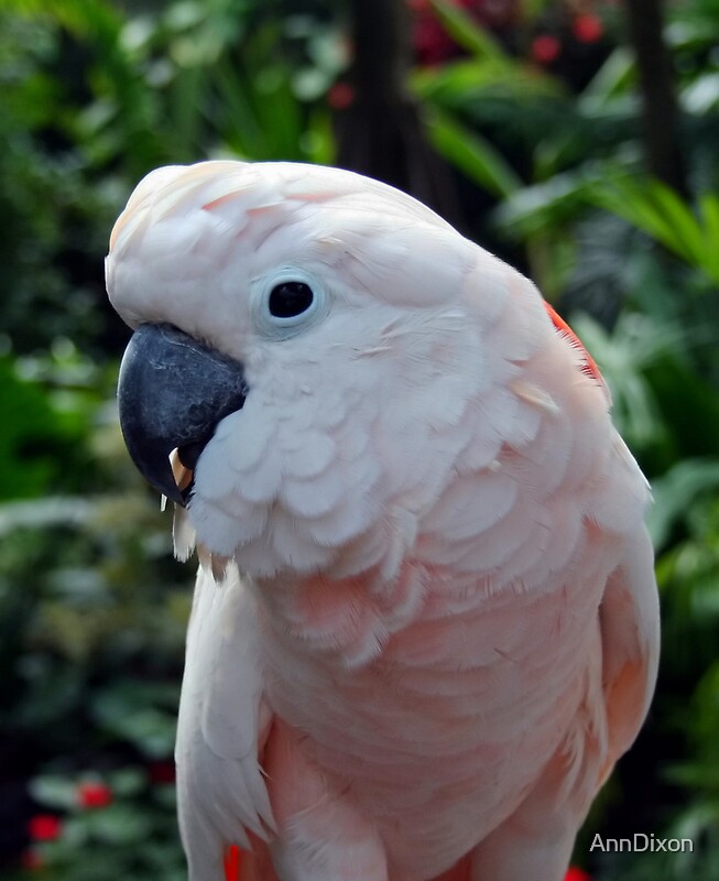 pink cockatoo price