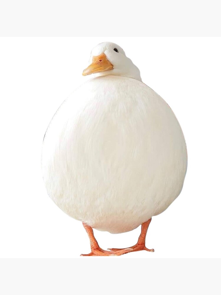 white duck