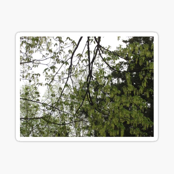 A Gathering of Leaves Sticker