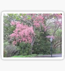 Pink by the Lamp Post Sticker