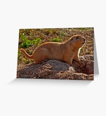 Backlighting Greeting Card
