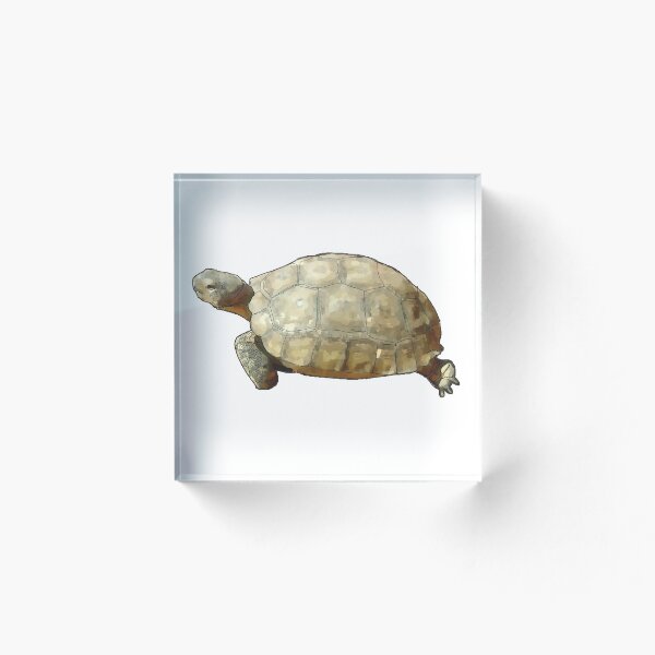 Item preview, Tortoise designed and sold by Colin Bentham.