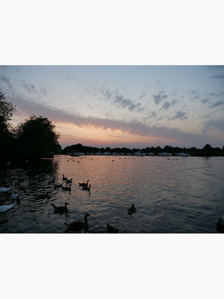 Swans and Sunset at Windsor by santoshputhran