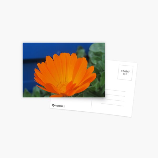 Orange Pot Marigold Postcard