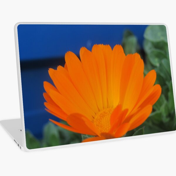 Orange Pot Marigold Laptop Skin