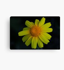 Chrysanthemum coronarium Canvas Print