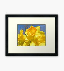 Delight Of The Daffodils Framed Print