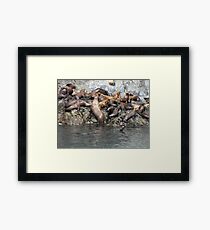 Survival Of the Fittest! Framed Print