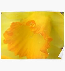 Macro Daffodil Poster