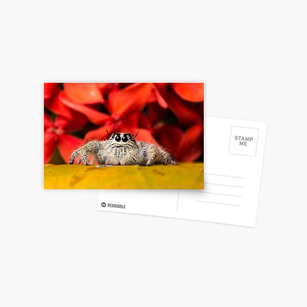 Cute Jumping Spiders Macro of Hyllus Species Jumping Spider Postcard