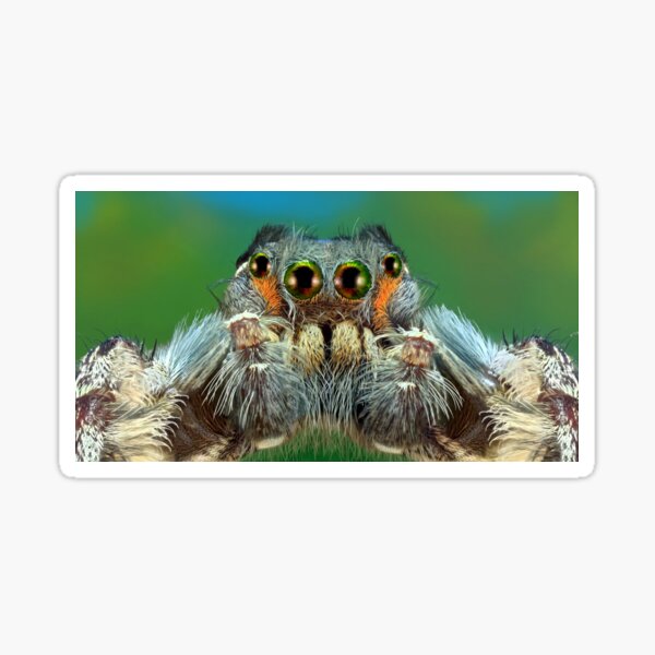 Putnami male Jumping spider macro  Sticker