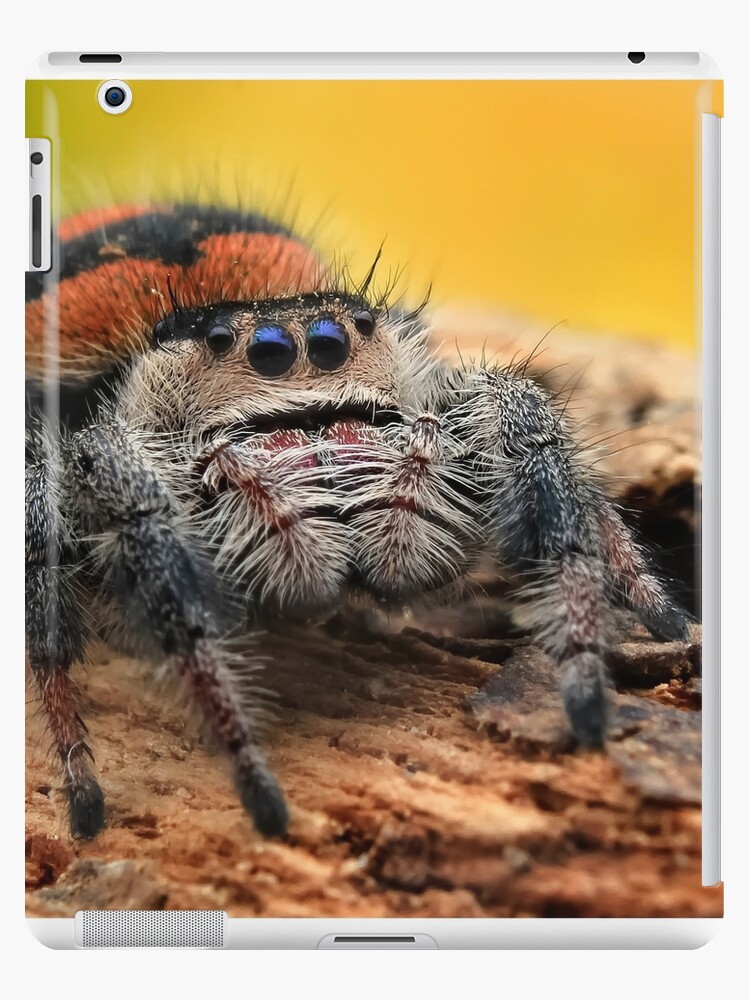 Rafiki the Jumping Spider – Home