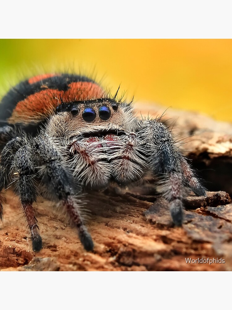 Adult Regal Jumping Spiders (Phidippus regius) For Sale