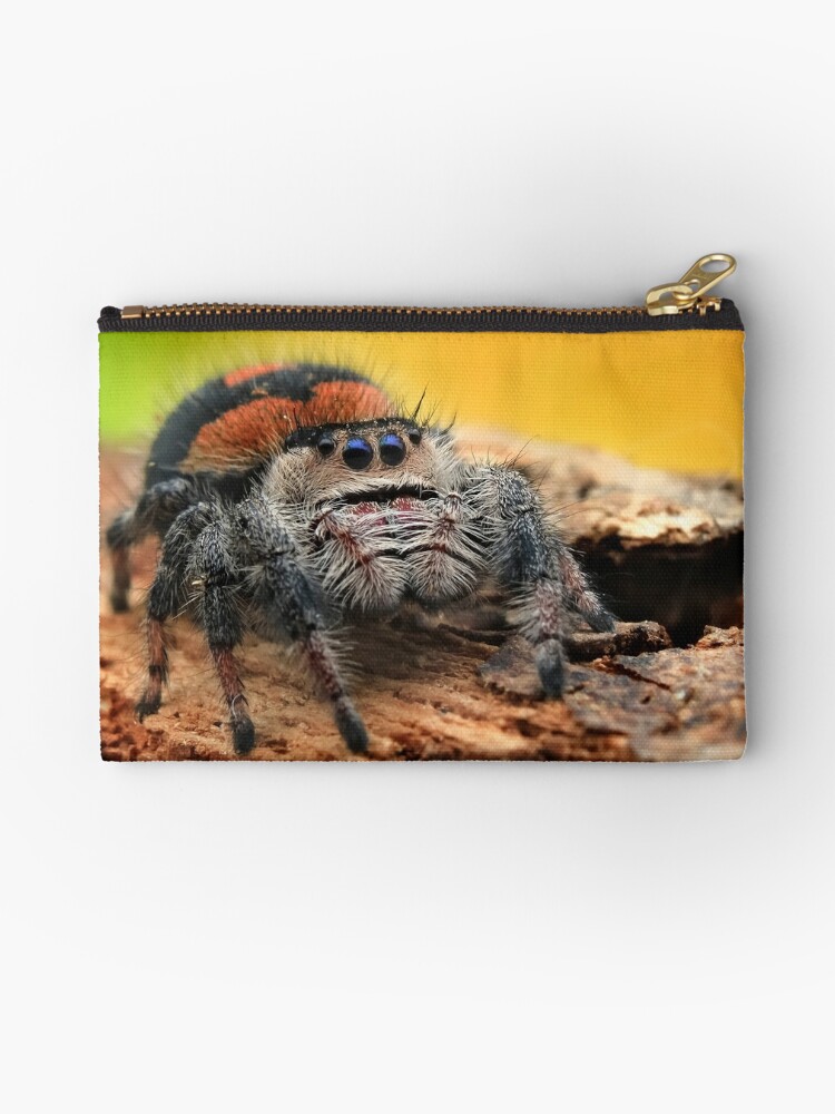 Rafiki the Jumping Spider – Home