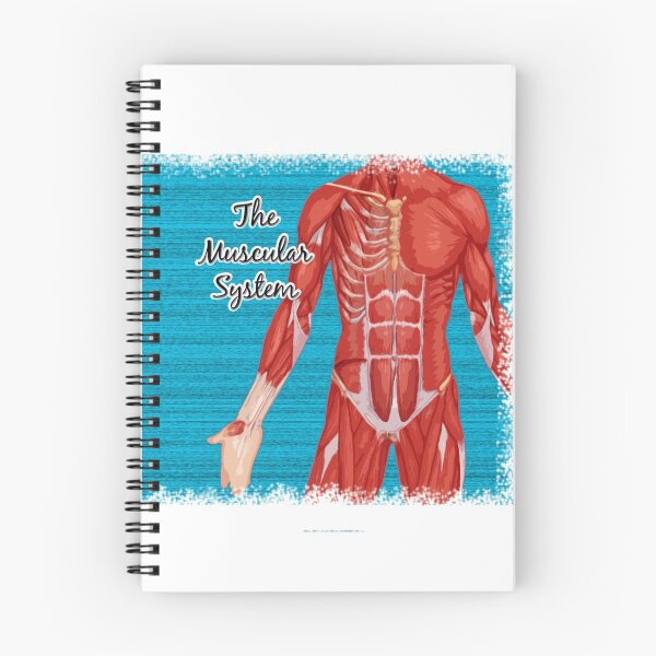 Item preview, The Muscular System designed and sold by Gift-It-Right.