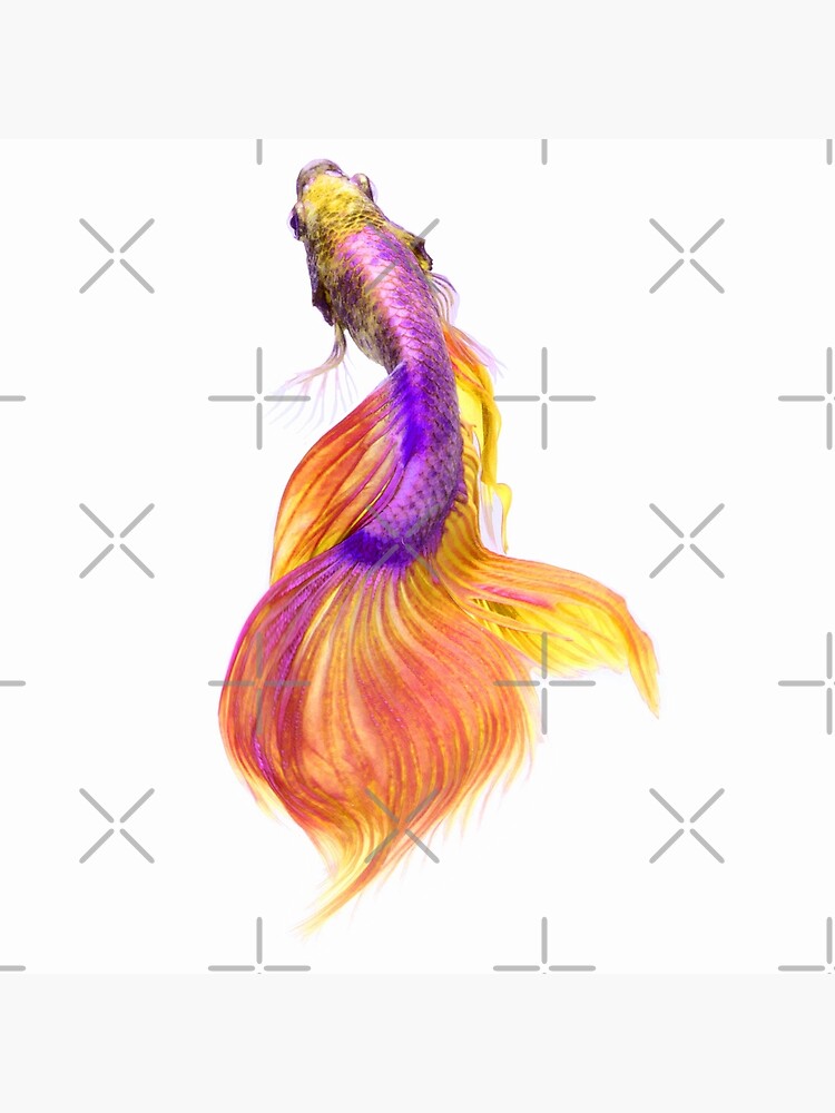 Beautiful Colorful Betta Fish - Purple and Gold Art Board Print for Sale  by SweetSpiceNice
