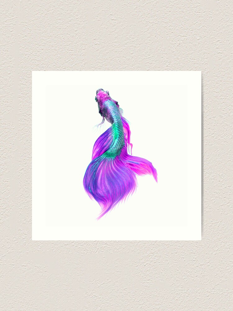 Beautiful Colorful Betta Fish Turquoise And Pink Art Print By Sweetspicenice Redbubble