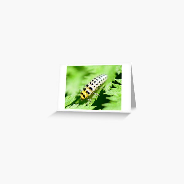 Spotty-Melbourne,Australia Greeting Card