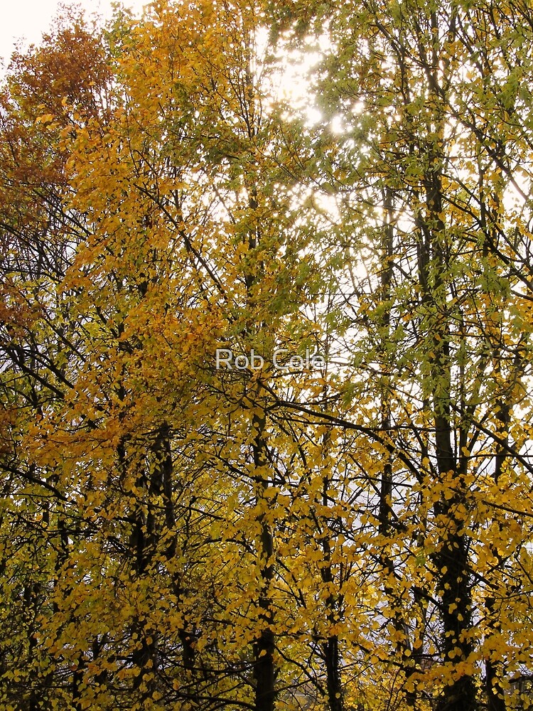 Autumn Trees by robcole