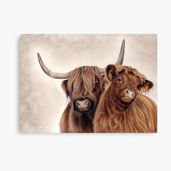 Heilan'Coos - Scottish Highland Cattle Canvas Print