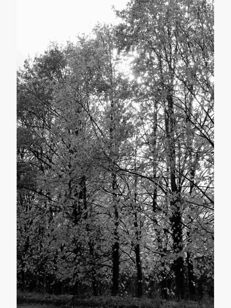 Autumn Trees in Black and White by robcole