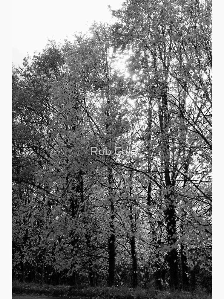 Autumn Trees in Black and White by robcole