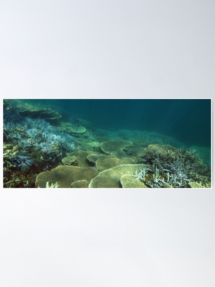 Alternate view of North Bommie Poster