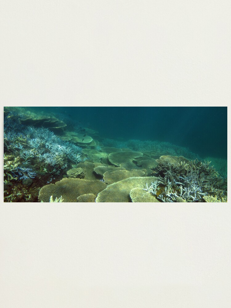 Alternate view of North Bommie Photographic Print