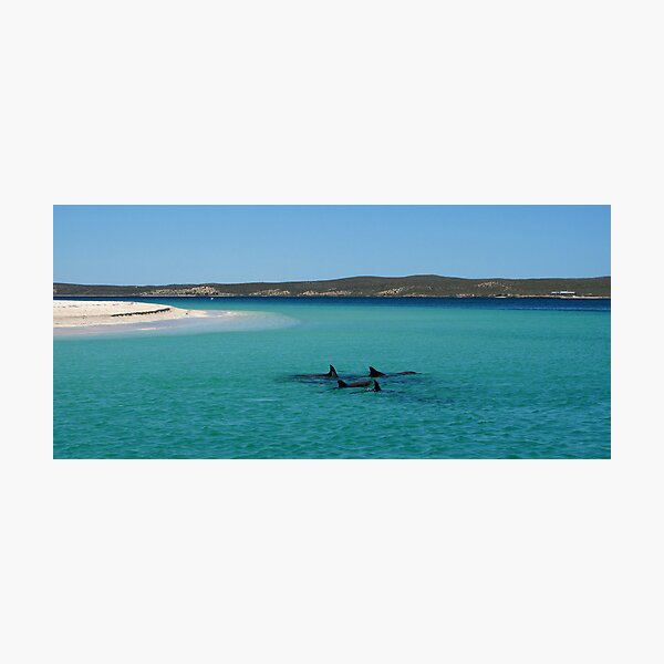 Dolphin's World Photographic Print