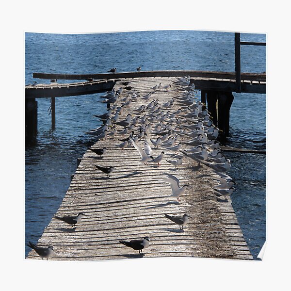 Cray Jetty with Terns Poster