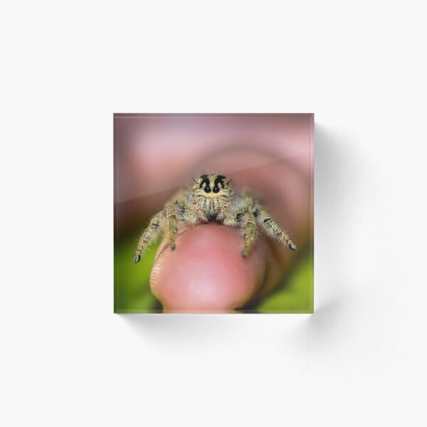 Cute Hyllus female Jumping spider on finger Acrylic Block