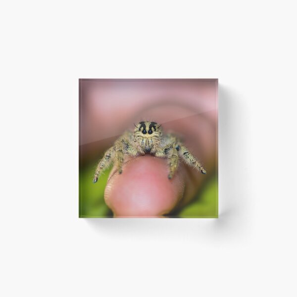 Cute Hyllus female Jumping spider on finger Acrylic Block