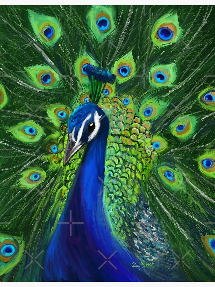 Peacock Drawing Stock Illustrations – 14,590 Peacock Drawing Stock  Illustrations, Vectors & Clipart - Dreamstime