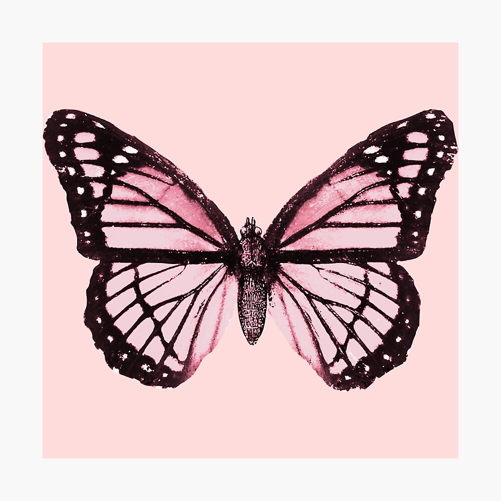 Monarch Butterfly Pink Dream