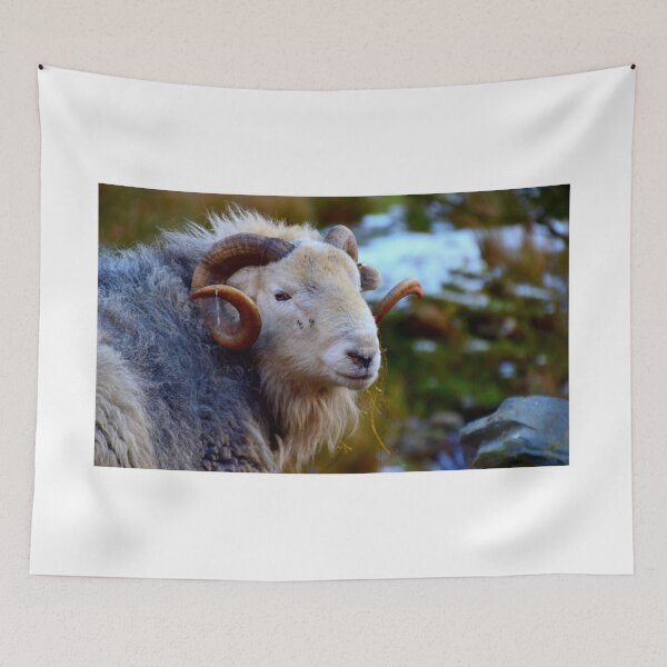 Item preview, Lake District; Herdwick Ram designed and sold by Rob Parsons (Just a Walker with a Camera).