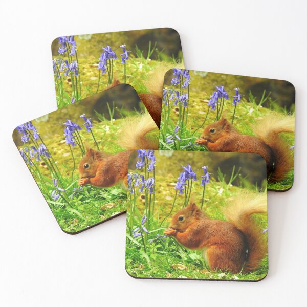 Item preview, Red Squirrel & Bluebells designed and sold by Rob Parsons (Just a Walker with a Camera).