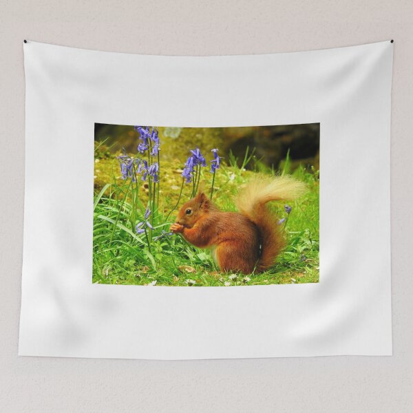 Item preview, Red Squirrel & Bluebells designed and sold by Rob Parsons (Just a Walker with a Camera).