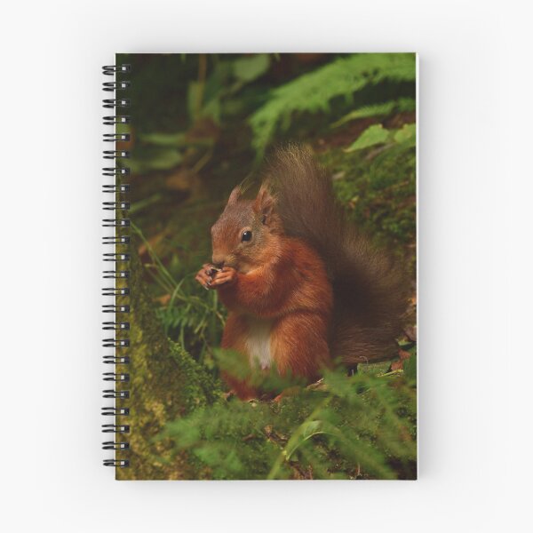 Item preview, Red Squirrel designed and sold by Rob Parsons (Just a Walker with a Camera).