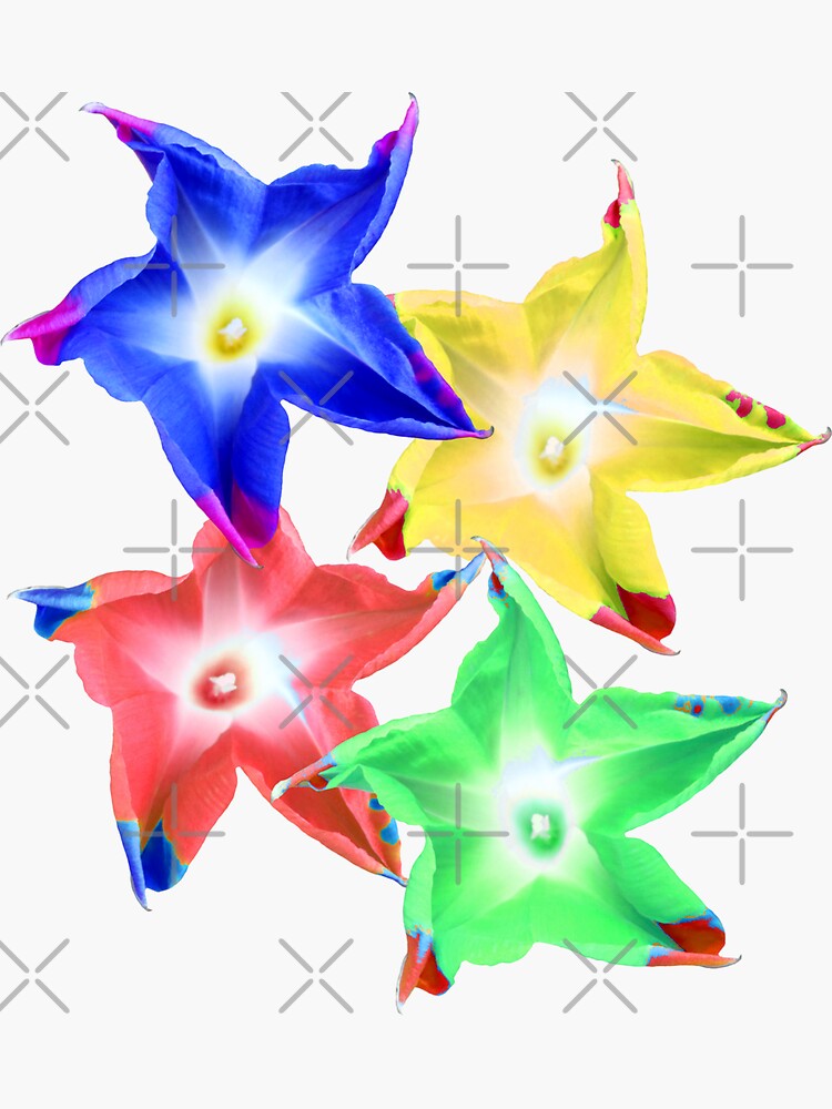 bunte Blumen, Blüten, Winden Blumen, Natur, floral von rhnaturestyles