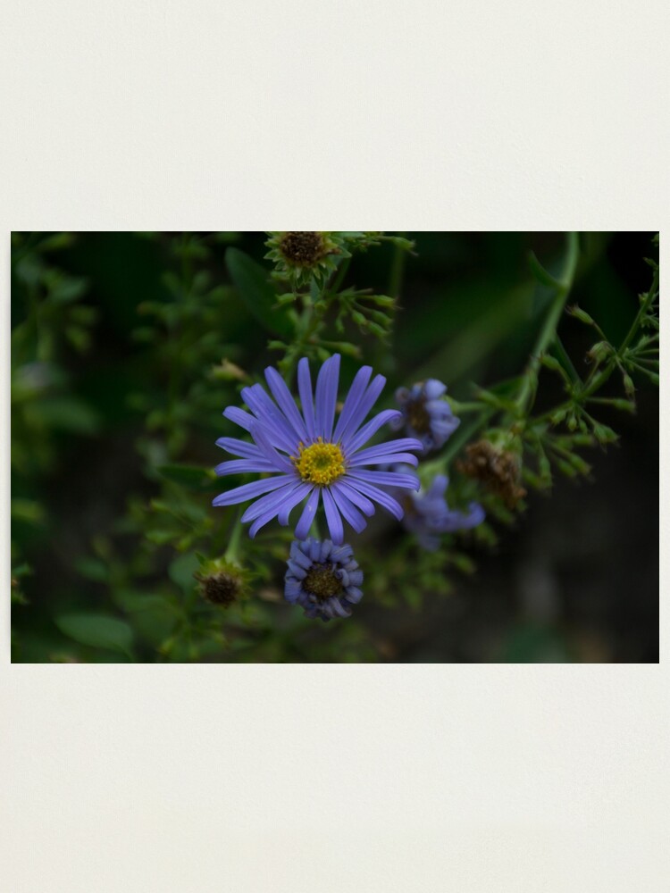 Lámina fotográfica «Flor morada - Real Jardín Botánico, Madrid (España)» de  AngySainzPhoto | Redbubble