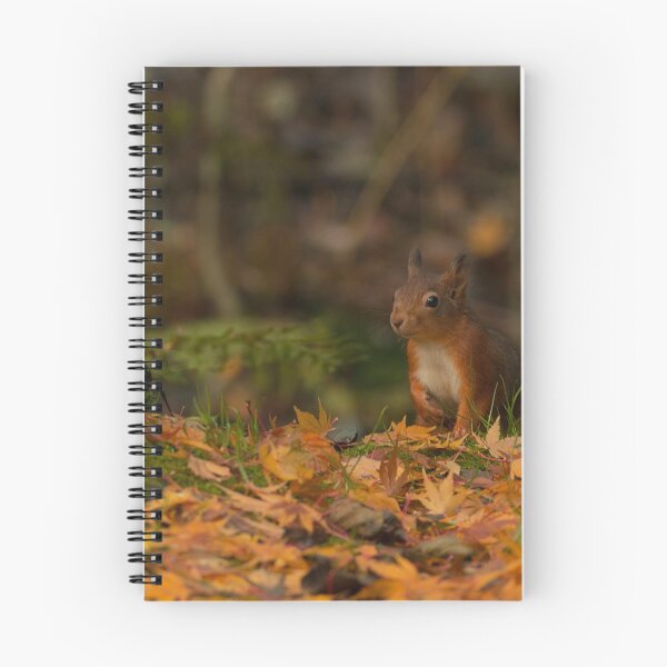 Item preview, Autumnal Red Squirrel designed and sold by Rob Parsons (Just a Walker with a Camera).