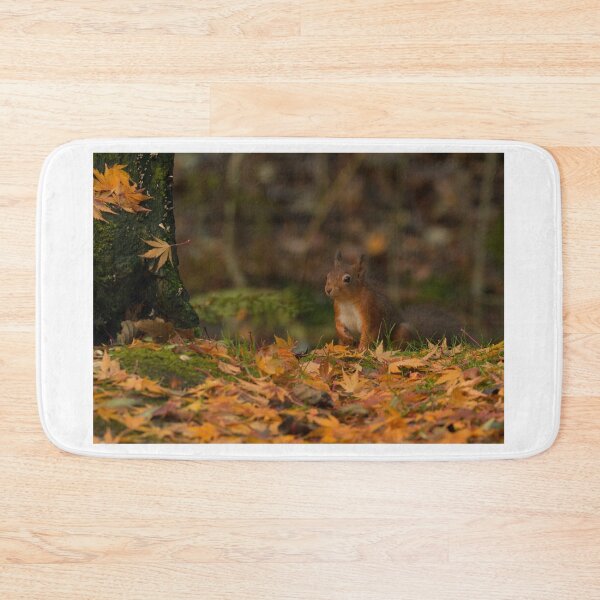 Item preview, Autumnal Red Squirrel designed and sold by Rob Parsons (Just a Walker with a Camera).