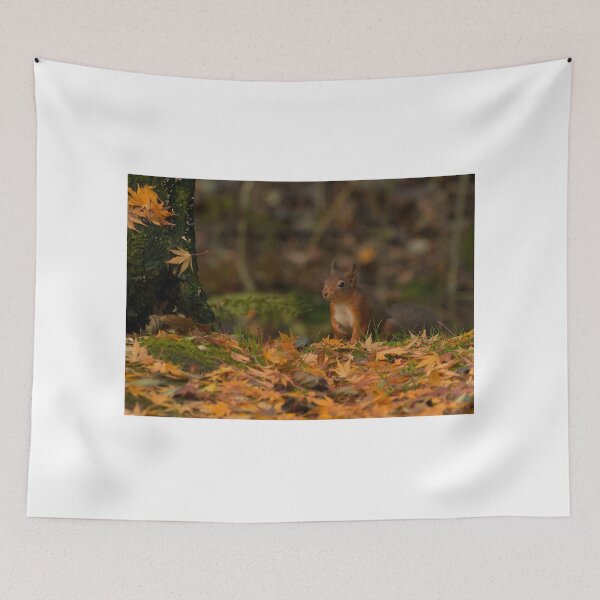 Item preview, Autumnal Red Squirrel designed and sold by Rob Parsons (Just a Walker with a Camera).