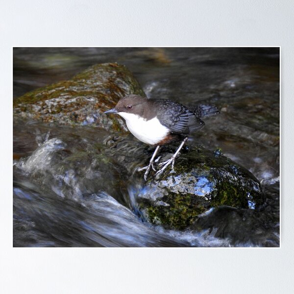 Item preview, Lake District: Dipper on the Derwent designed and sold by Rob Parsons (Just a Walker with a Camera).