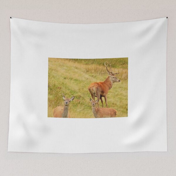 Item preview, Lake District: Red Deer Stag designed and sold by Rob Parsons (Just a Walker with a Camera).