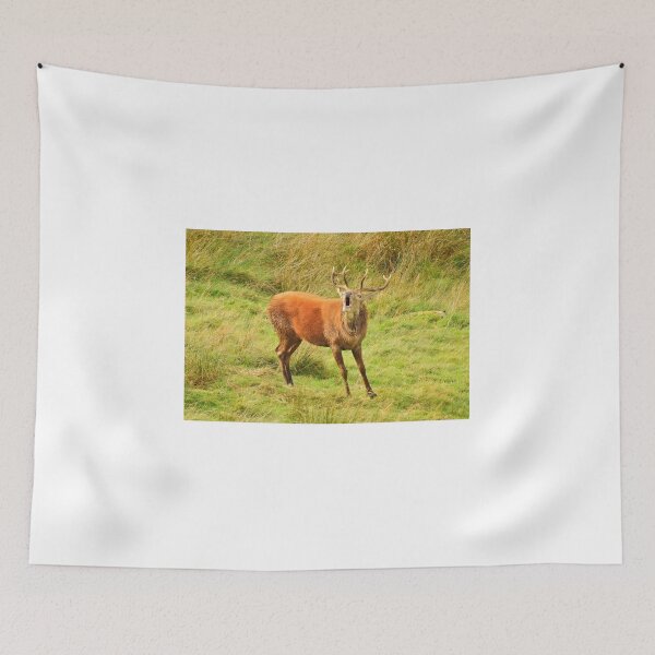 Item preview, Lake District: Red Deer Stag designed and sold by Rob Parsons (Just a Walker with a Camera).