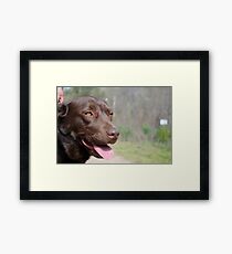 Chocolate Lab Framed Print