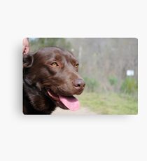 Chocolate Lab Metal Print