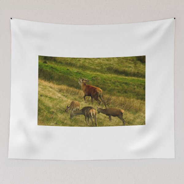Item preview, Lake District: Red Deer Stag designed and sold by Rob Parsons (Just a Walker with a Camera).
